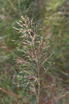 Florida dropseed